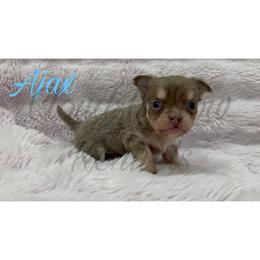 Ajax (lilac tan- point) - Blue and tan male Chihuahua puppy in Patchogue, New York from Cloudshadow Kennels