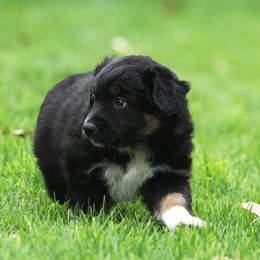 Australian Shepherd Puppies from Diamond C Aussies