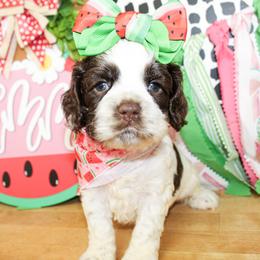 Remy - Brown and white female Cockapoo puppy in Rattan, Oklahoma from Double M Cocker Spaniels