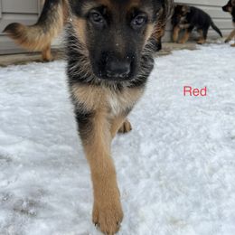Red Boy - German Shepherd puppy in New York from Vom Kalte Stadt
