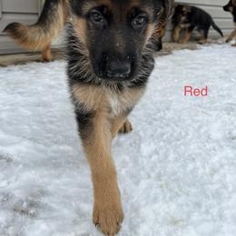 Red Boy - German Shepherd puppy in New York from Vom Kalte Stadt