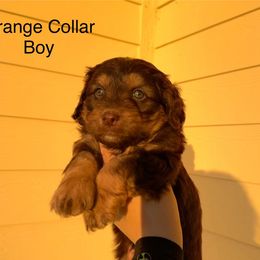 Aussiedoodle and Goldendoodle Puppies from J+Y World of Doodles