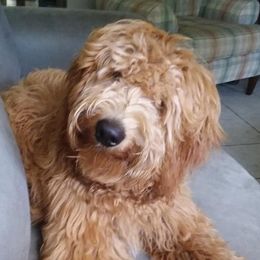 Stitch - Goldendoodle