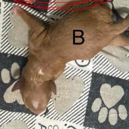 Boy 1 - Red male Cavapoo puppy in Cottondale, Florida from Pat’s precious puppies