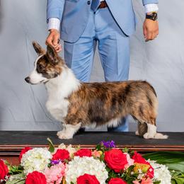 Oakley - Cardigan Welsh Corgi