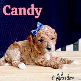 Candy - Red  female Goldendoodle puppy in Runaway Bay, Texas from Green Ranch Doodles
