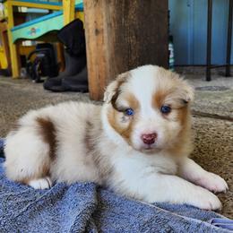 Blue Girl (waiting for you to name her) - Red merle female Australian Shepherd puppy in Canby, Oregon from Minuet Australian Shepherds