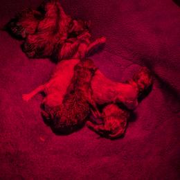 Girl 1 - Black and silver female Keeshond puppy in Fayetteville, Tennessee from Erbekees-Keeshonden