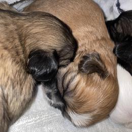 Shorkies from Hope Shih tzu and Shorkie