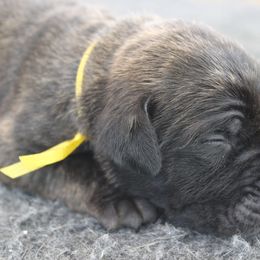 Mastiff Puppies from Fire Creek Mastiffs