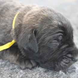 Mastiff Puppies from Fire Creek Mastiffs