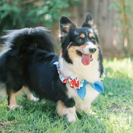 Misu - Pembroke Welsh Corgi