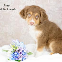 Miniature Australian Shepherd puppies from TJ's Aussies