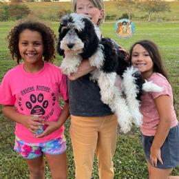 Aussiedoodle, Bernedoodle, Double Doodle, and Goldendoodle Puppies from Dandy Doodle Ranch