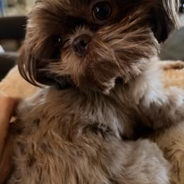 Gabby - Shih Tzu