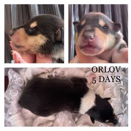Boy 2 - Collie puppy in Central, California from Collies Of Orion Hill