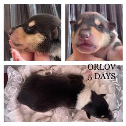 Boy 2 - Collie puppy in Central, California from Collies Of Orion Hill