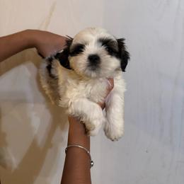 Girl 2 - Black and white female Shih Tzu puppy in Seguin, Texas from Dolled Up Shih Tzus
