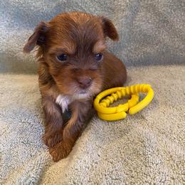 Dachshund and Morkie Puppies from Amazing Morkies