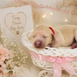 Light cream girl - Cream female Dachshund puppy in Seminary, Mississippi from Down South Mavericks Dachshunds