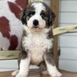 Turquoise - Merle female Bernedoodle puppy in Youngstown, Florida from Wonderland’s Boujie Kennels
