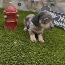 Black and Tan Dapple Smooth Boy - Dapple male Dachshund puppy in Killeen, Texas from Southern Dachshunds