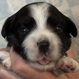 George - Black and white Havanese puppy in Calabash, North Carolina from Lancaster's of Gold Canyon Havanese