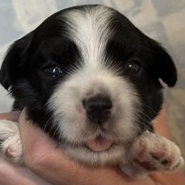 George - Black and white Havanese puppy in Calabash, North Carolina from Lancaster's of Gold Canyon Havanese