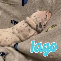 Dalmatian Puppies from Dew Dream Dalmatians