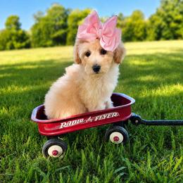 Millee (Milwaukee) - female Cavapoochon puppy in Bullard, Texas from Cavapoochon Central LLC