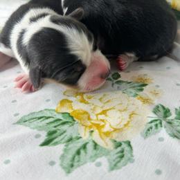 Girl 2 - Black and tan female Pembroke Welsh Corgi puppy in Missouri from Cooler Farms Corgis
