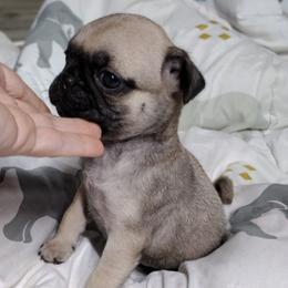 Cadbury (Eggs) - Fawn Pug puppy in Clarksville, Tennessee from Button Maker Farms