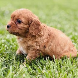 Kion - Red male Cavapoo puppy in Miami, Oklahoma from BriarCreek Cavapoos