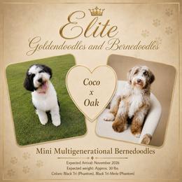 Bernedoodle puppies from Elite Goldendoodles and Bernedoodles