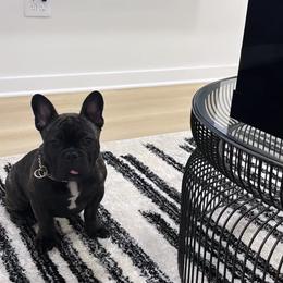 French Bulldog Puppies from Drea's French Bulldogs