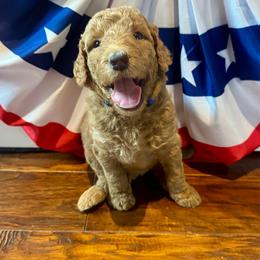 Teddy - Apricot male Goldendoodle puppy in De Land, Florida from Rezapour Doodle Estate