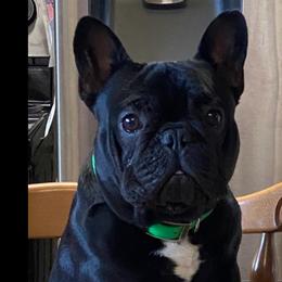 French Bulldog Puppies from Blue Ribbon French Bulldogs