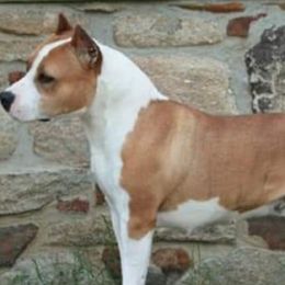 American Staffordshire Terriers and Lakeland Terriers from Goldmere Kennel