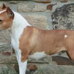 American Staffordshire Terriers and Lakeland Terriers from Goldmere Kennel