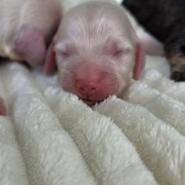 Auggie - Cream male Dachshund puppy in Ashford, Alabama from Circle City Dachshunds