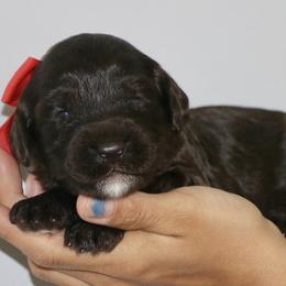Red - Chocolate female Australian Labradoodle puppy in Milton, North Carolina from Good Day Doodles