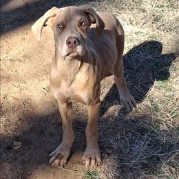 Lilac Brindle Merle Female 2 - Merle female Great Dane puppy in Cunningham, Kansas from Garden Grove Great Danes