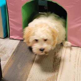 Count Almaviva of A Royal Havanese Court  ( Conde) - Cream male Havanese puppy in North Richland Hills, Texas from A Royal Havanese Court