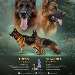 German Shepherd puppies from Milestone GSDs