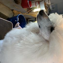 Henry - Poodle
