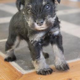 Jackson - Black and silver male Miniature Schnauzer puppy in Richardton, North Dakota from Crooked Tree Ranch
