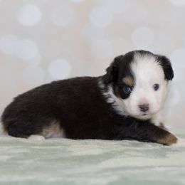 Susannah - Black tri female Toy Australian Shepherd puppy in Wichita Falls, Texas from Shooting Stars Ranch Toy and Mini Aussies