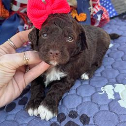 Reagan - Chocolate female Goldendoodle puppy in Lancaster, Kentucky from Dream Paws Puppies, LLC