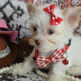ChaRité - Parti female Yorkshire Terrier puppy in Humble, Texas from Marnax Yorkshire Babies
