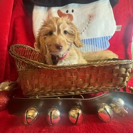 BOY 1 REX  silky coat - Cream male Dachshund puppy in Polo, Missouri from Blue Tails Farm